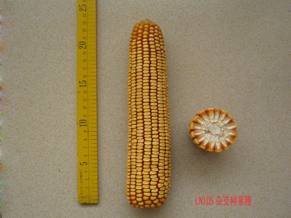 为中国北方粮食产量的增长和改善膳食结